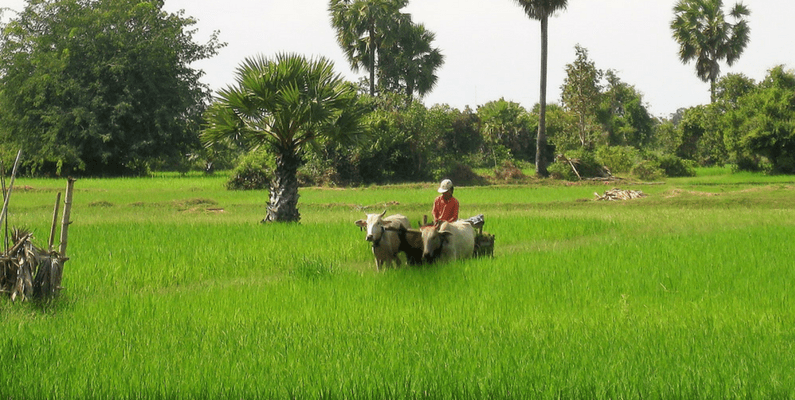 Rice crops 