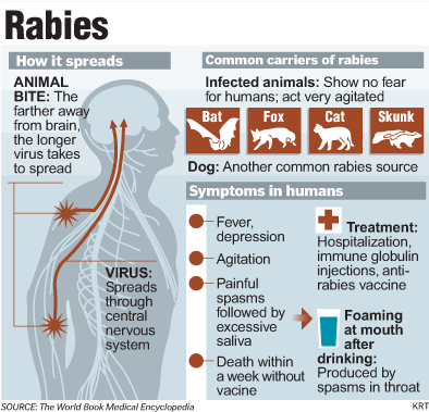 Rabies facts