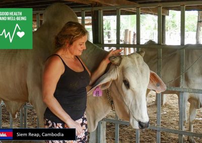 Volunteer in Veterinary Practice for a Vet Clinic